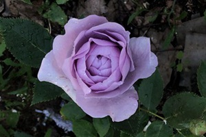 玫紅色絲絨質感的切花玫瑰品種